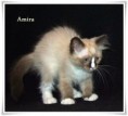 /album/amira/amira-12-hetes-003-jpg/